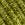 Color: Cypress Green