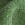 Color: Fir Green