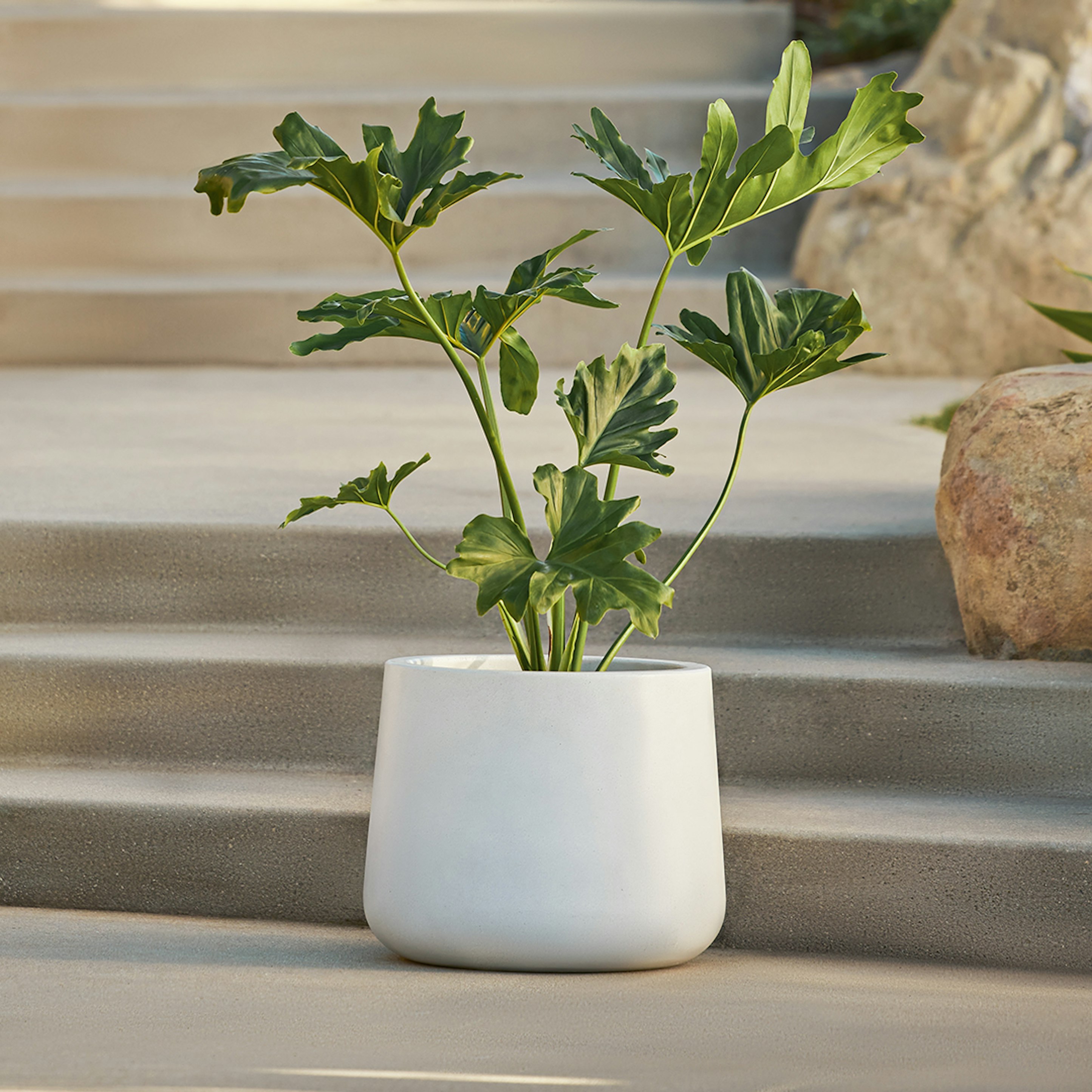Tuva White Cement Indoor & Outdoor Wide Planter | Article