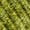 Color: Cypress Green